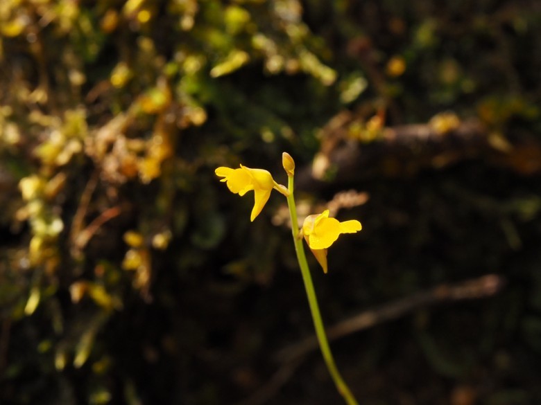 Cây Rong ly chẻ hai. Utricularia bifida L. - Cây Thuốc Nam Quanh Ta